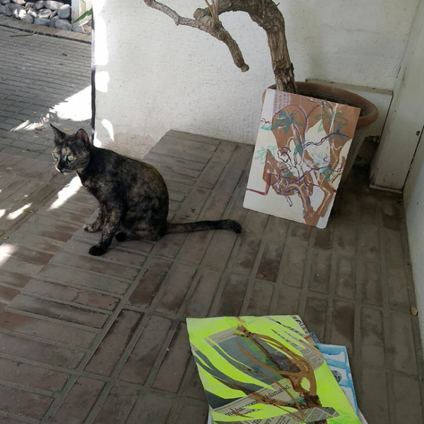 Making collages, Karachi, Pakistan, January 2022 (with cat)