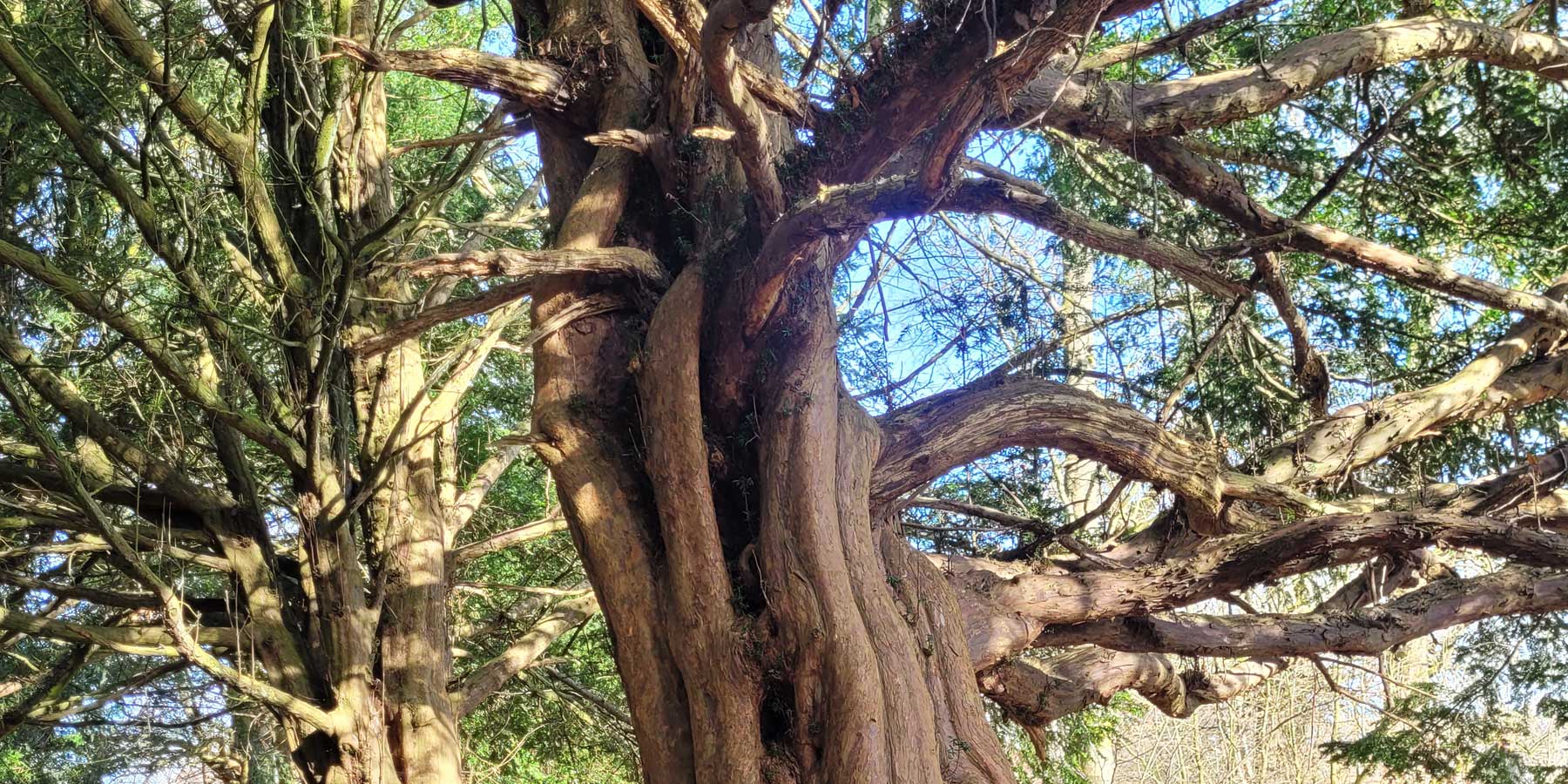 Ancient trees