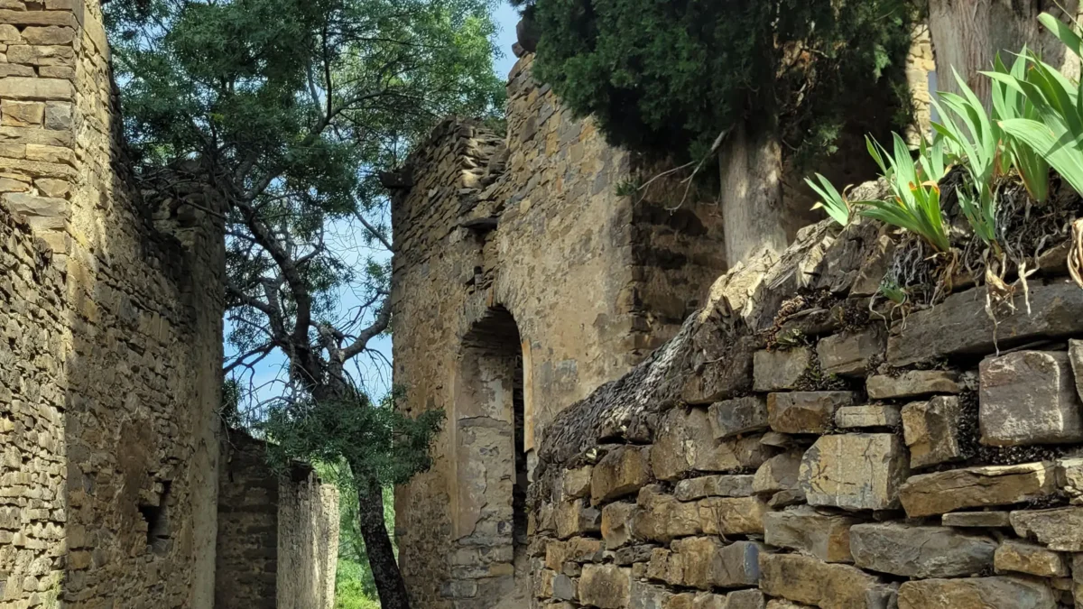 Street in Bergosa with tree growing through the ruins